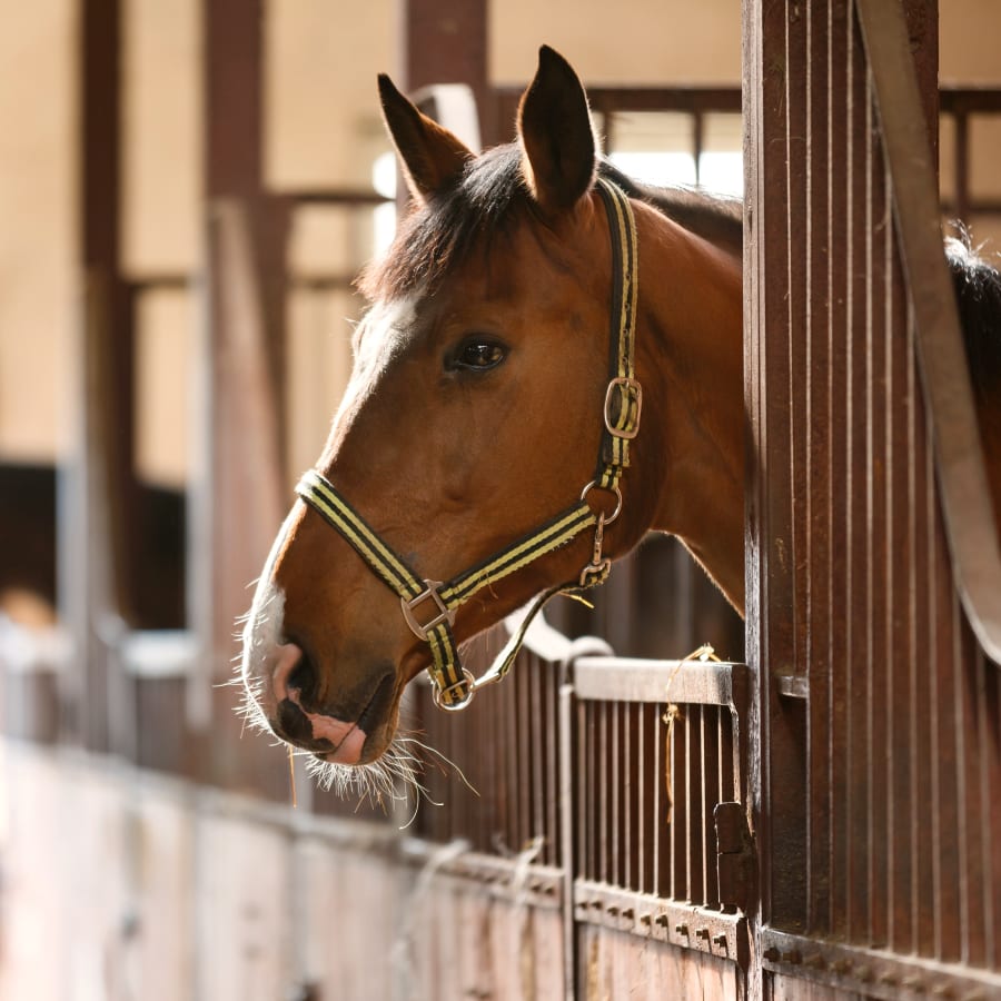 Veterinary Care For Large Animals, Animal Hospital in Springfield 