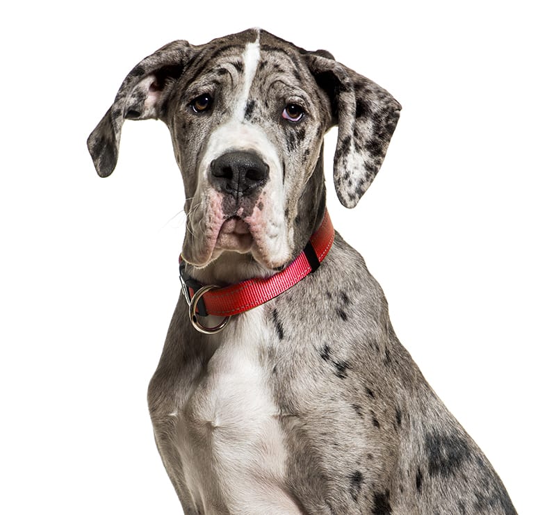 Giant Dogs, Noll Veterinary Hospital